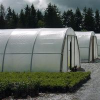 greenhouse film